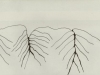 DP 107